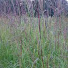 100  Fresh Seed  Ornamental Grass Big Bluestrem Ornamental   #ABG1