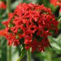 40 Fresh Flower Seed Maltese Cross Lychinis Packet  ready to plant  #ABG1