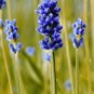 40 Fresh Seed  Lavender  Blue Scent Lavender #ABG1