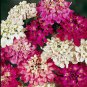 50 Fresh Flower Seed  Dwarf Fairy Mix Candytuft  easy to grow  #ABG1