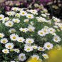 100 Fresh Flower Seed: Snowland Chrysanthemum easy to grow #ABG1