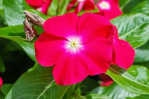 40 Fresh  Flower Seed Sunstorm Vinca Rose with   easy to grow  #ABG1