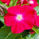 40 Fresh  Flower Seed Sunstorm Vinca Rose with   easy to grow  #ABG1