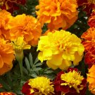 50   Fresh  Flower Seed Hero Mix Marigold flower ready to plant  #ABG1