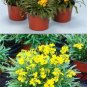 25  Fresh Flower Seed  Goldrush Erysimum ready to plant #ABG1