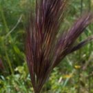 50 Fresh  Ornamental Grass Seed  Red Brome Grass  ready to plant #ABG1