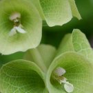 50  Fresh  Flower Seed  Bells of Ireland  #ABG1