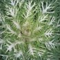 40  Fresh  Flower Seed,Kale White Peacock  great for your garden  #ABG1