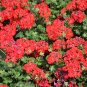 12  Fresh Flower Seed Pinto Deep Red Geranium easy to grow   #ABG1
