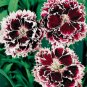 ready to pplant Dianthus Velvet N Lace 30 Fresh Seed #ABG1