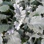 40   Fresh   Flower Seed  Silverdust Dusty Miller ready to plant  #ABG1