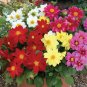25  Fresh  Flower Seed  Figaro Mix Dahlia    #ABG1