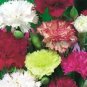 100  Fresh Flower Seed: Chabaud Carnation Flower  raedy to plant #ABG1