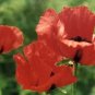 40 Fresh Poppy Seed Allegro Poppy ready to plant #ABG1