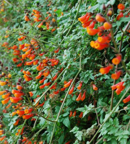 30   Fresh  Flower seed Eccremcarpus Crazy Vine great for your garden  #ABG1