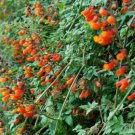 30   Fresh  Flower seed Eccremcarpus Crazy Vine great for your garden  #ABG1