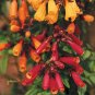 30   Fresh  Flower seed Eccremcarpus Crazy Vine great for your garden  #ABG1