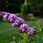 25  Fresh Flower Seed Buddleya Butterfly Bush  ready to plant  #ABG1