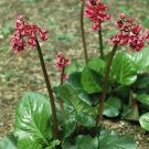 Red Beauty Bergenia 25  Flower  Fresh Seed  easy to grow    #ABG1