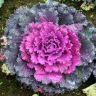 Kale Kamome Red Flowe,  40 Fresh Seed ready to plant  #ABG1