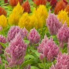 40   Fresh Seed,  Ice Cream Mix Celosia easy to plant #ABG1