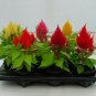 40   Fresh Seed,  Ice Cream Mix Celosia easy to plant #ABG1