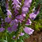 Rose Crown Physostegia-Obediance, 40 seeds Fresh Seed  #ABG1