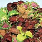 50 Fresh Flower Seed  Kaleidoscope Coleus  great for your garden  #ABG1