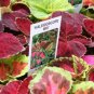 50 Fresh Flower Seed Kaleidoscope Coleus great for your garden #ABG1