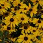 50 Flower Seed Indian Summer Rudbeckia #ABG1