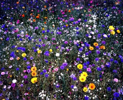 20  Flower Seed Centurea Seeds Bachelor Buttons easy to grow #ABG1