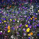 20  Flower Seed Centurea Seeds Bachelor Buttons easy to grow #ABG1