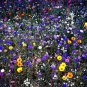 20  Flower Seed Centurea Seeds Bachelor Buttons easy to grow #ABG1