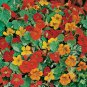 40 Fresh Seed Alaska Mix Nasturtium    #ABG1