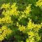 Acre Sedium-Stonecrop,40  Fresh Seed  ready for your garden  #ABG1