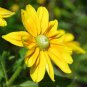 50  Fresh Flower Seed  Irish Eyes Rudbeckia  ready to your plant  #ABG1