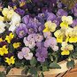 30  Fresh Flower Seed Sorbet Viola Mix  ready for your plant  #ABG1