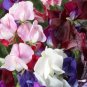 30 Seeds Annual Fresh Seed  Flower  Sweet Pea Old Spice Mix easy to grow #ABG1