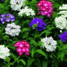 Obsession Mix Verbena    Flower Seeds, 25 Seeds   #ABG1