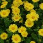 40   Fresh Flower Seed  Little Leo Doronicum easy to grow  #ABG1