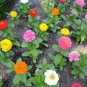 40 Seeds Flower Seed  State Fair Mix Zinnia easy to grow  #ABG1