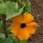 Alata Mix Thunbergia flower seeds, 25 Fresh Seed easy o grow #ABG1