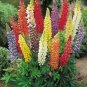 Russel Strain Lupine 50 fresh seeds,easy to grow #ABG1