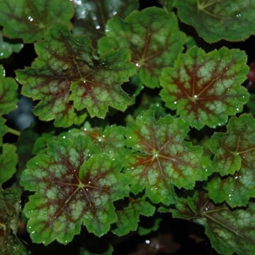 Heuchera Marvelous Marbles Cora Bells, 40 fresh Seed ready for your garden #ABG1