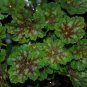 Heuchera Marvelous Marbles Cora Bells, 40 fresh Seed ready for your garden #ABG1