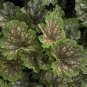 Heuchera Marvelous Marbles Cora Bells, 40 fresh Seed ready for your garden #ABG1