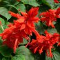 Cover Girl Salvia 40 Fresh Seed ready to plant #ABG1