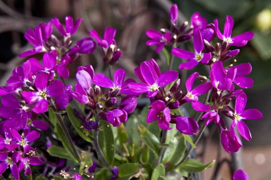 40   Fresh Seed Rose Delight Arabis ready to grow #ABG1