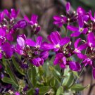 40   Fresh Seed Rose Delight Arabis ready to grow #ABG1