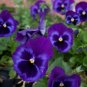 Ultima Baron Purple Pansy  30 seed Annual  easy to grow  #ABG1
